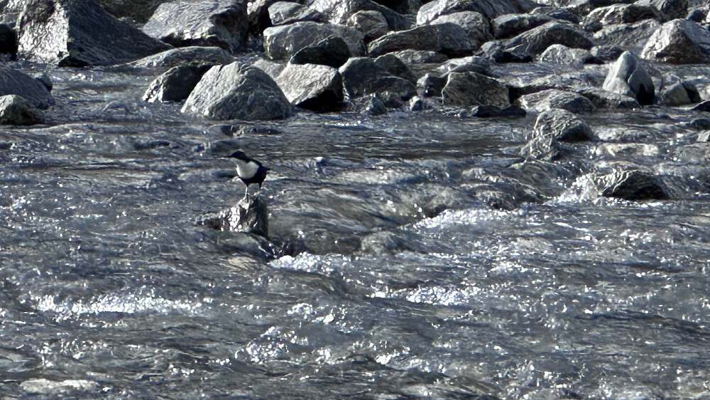 Fossekallen var der ved 1147 moh og ved Vesledalsbreen! 