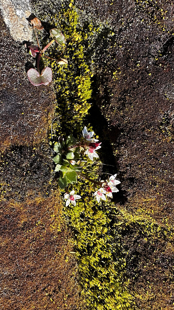 Innimellom steinura!