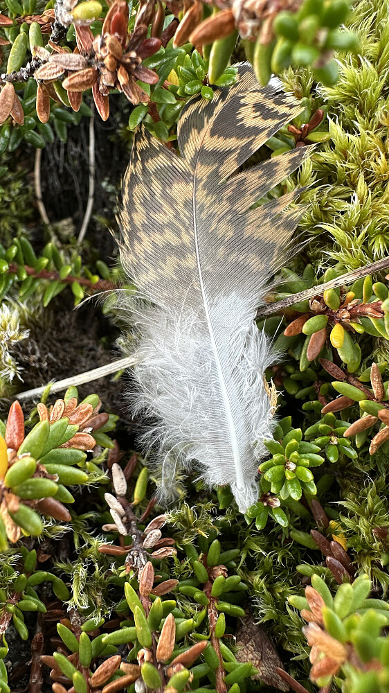 Det er eit finurlig natur samspel som eg kjenner den største respekt over!