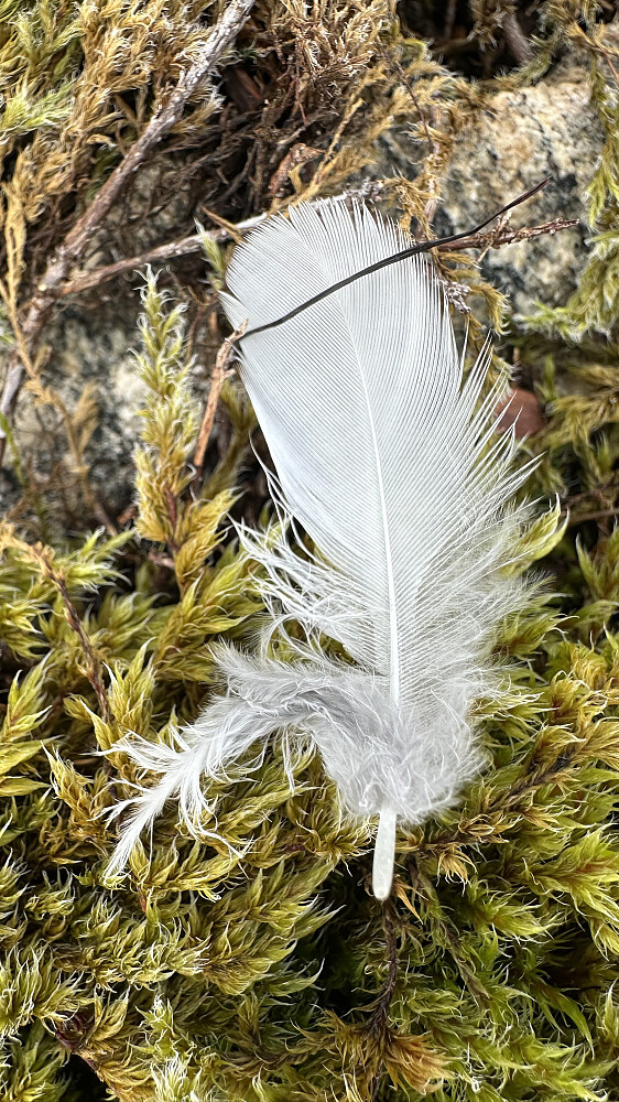 Det er eit finurlig natur samspel som eg kjenner den største respekt over!