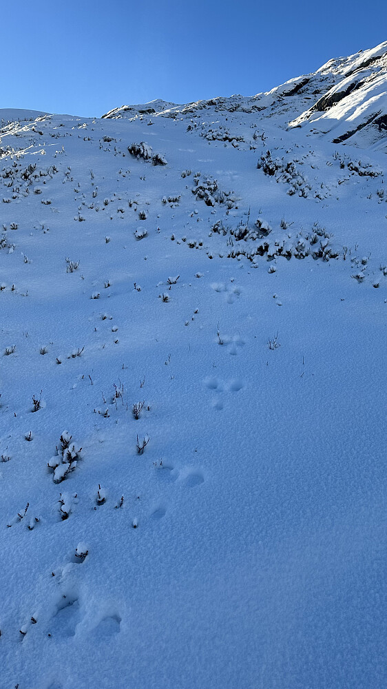 Nytt snødryss og fin sporsnø! ❤️