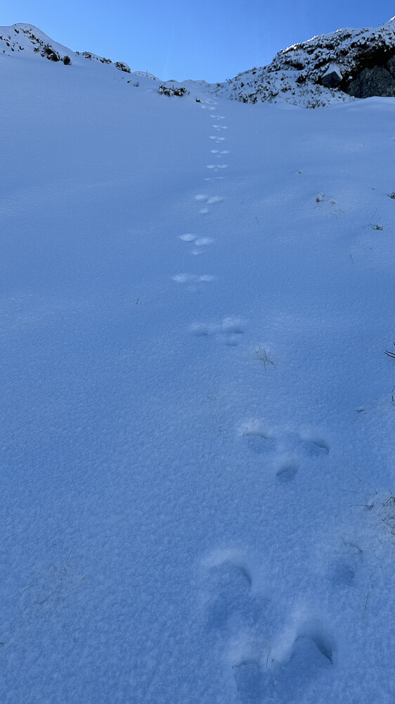 Alltid først til topps! 