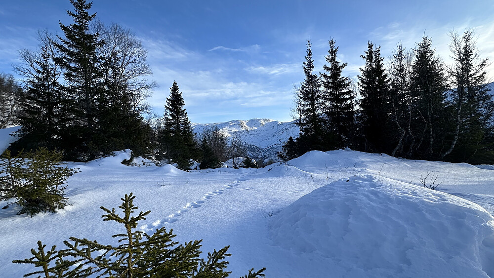Alltid nydelig å studere sporsnøen!❤️
