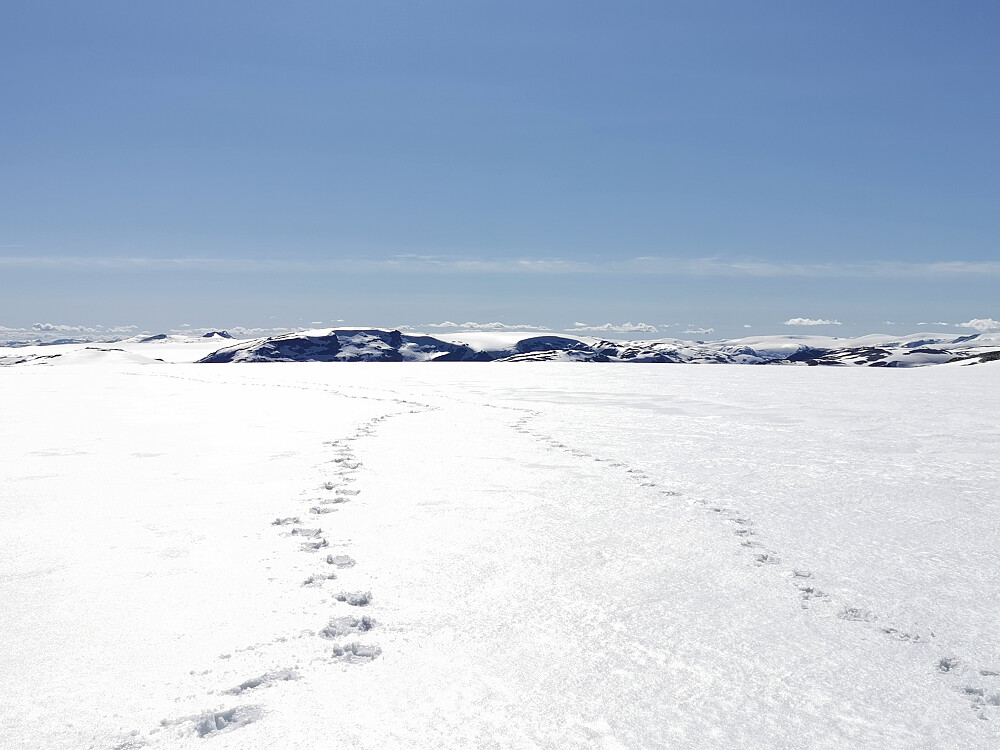 På leit etter det høgste punktet på breen Harbardsbreen