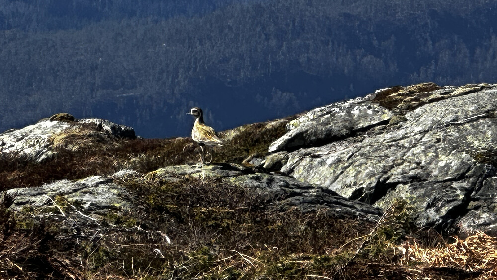 Nyter stemninga den skaper i fjella! 