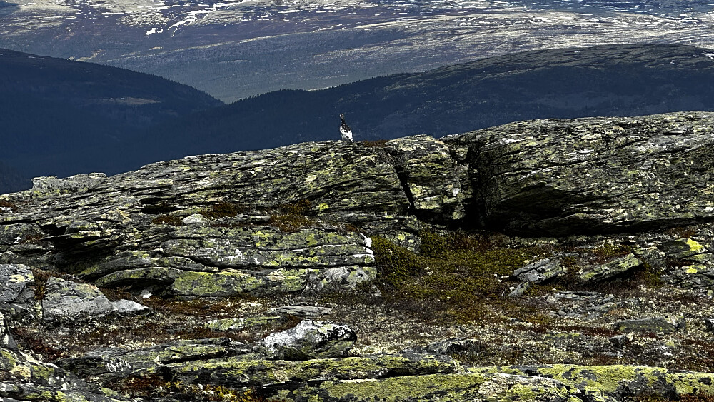 Ved Storhøi 1349 fint å studere den fine rypa som er begynt å skifte drakt ❤️
