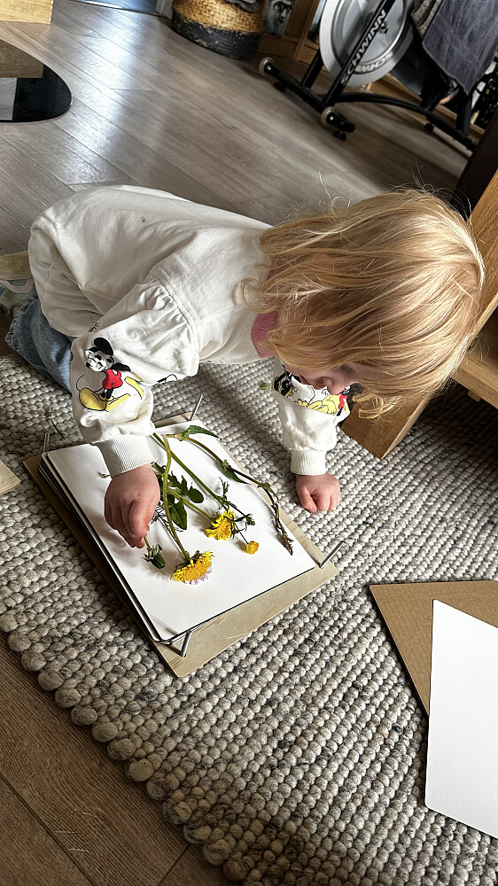 Lale har såvidt begynt å presse sitt eget blomster hærbarium! 