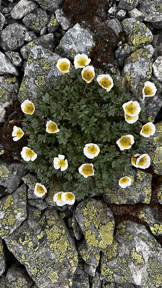 Fin tid å farte i fjellet med nydelig blomstring