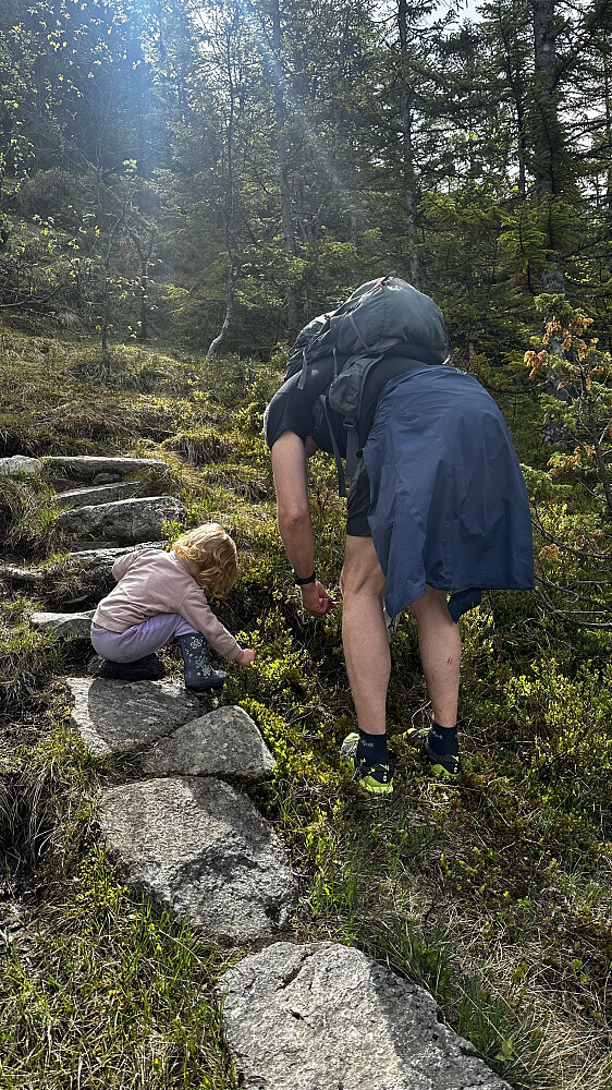Undervegs til Nova skal det plukkast blomster til pressing!