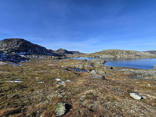 Sandtjørni