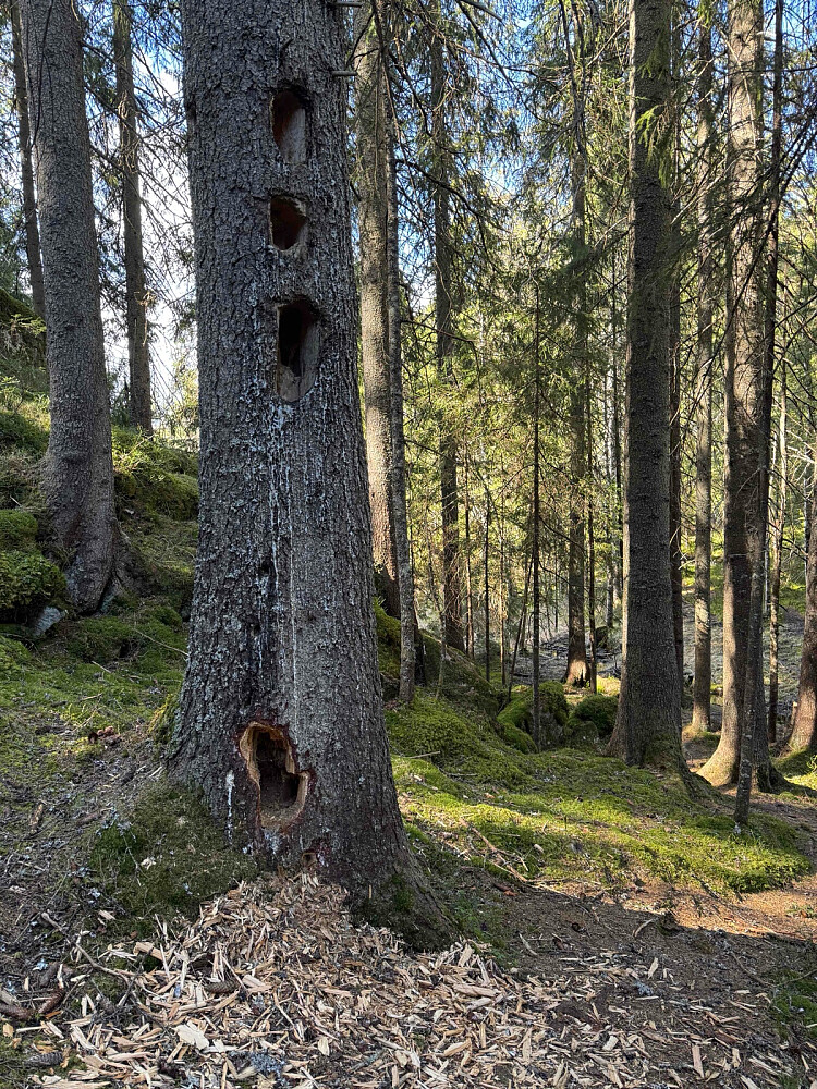 Svartspett på steroider