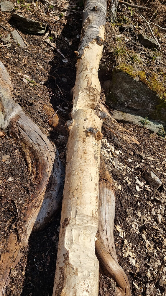 Her har beveren jobbet. 