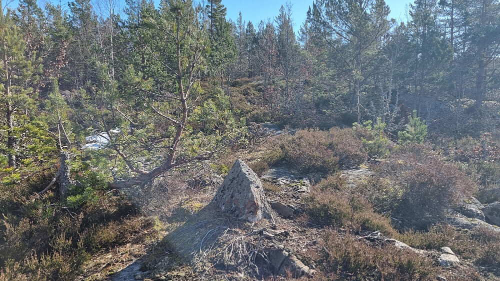 Blåbærlyng og furuskog