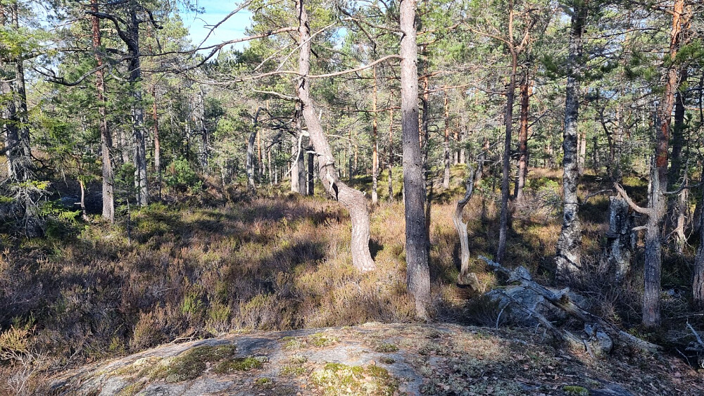 Gikk i glissen furuskog og blåbærlyng