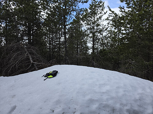 Soskonmägg fortsatt snødekt