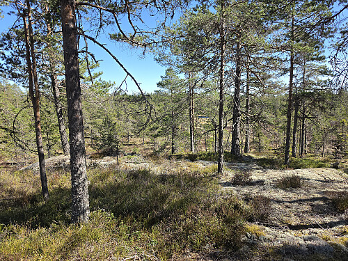 Naturskog på Honkamackhöjden
