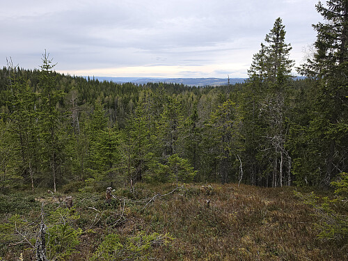 Et par utkikksglipper fra Høsbjørkampen