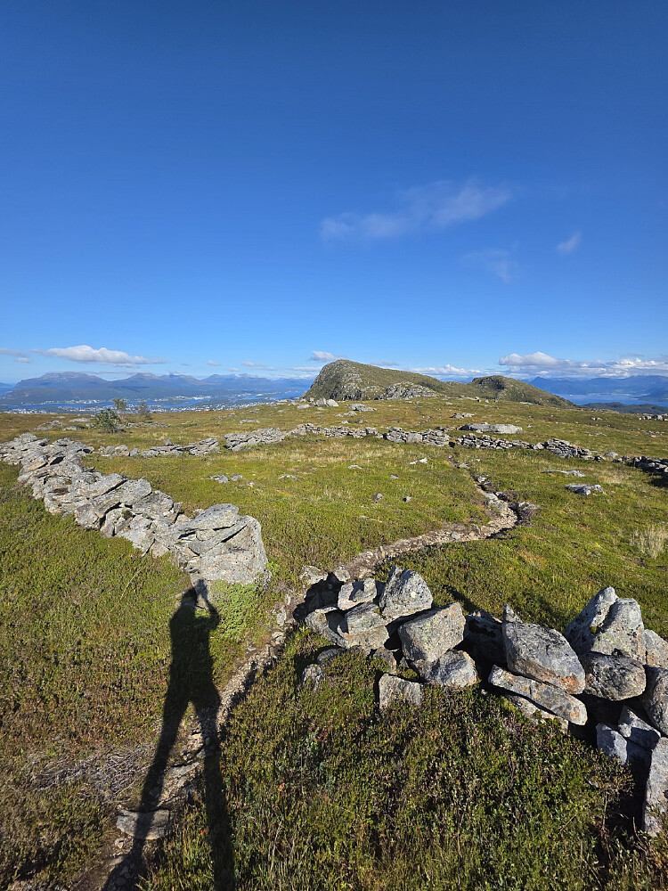 Sauegeila