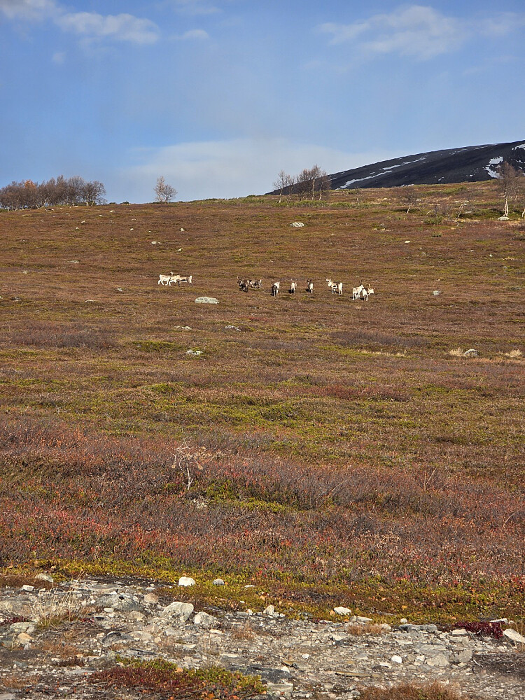 Tamreinen i Trollheimen