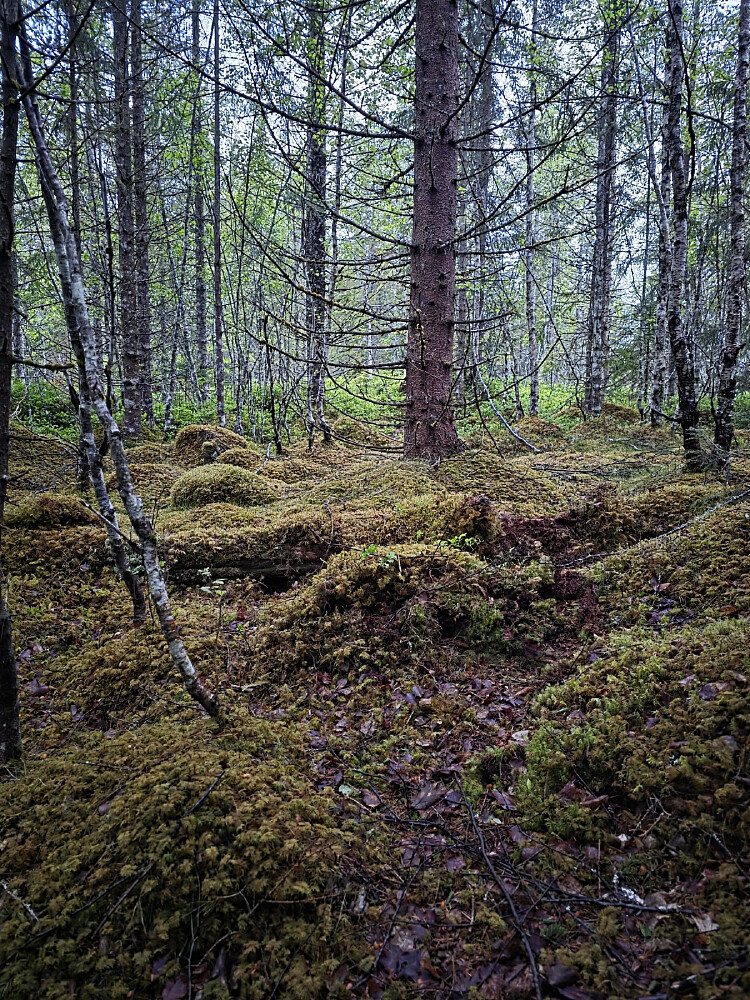Vanskelig å se, men muligens noe gammelt nedgrodd tømmer på gamle Kleivsetra