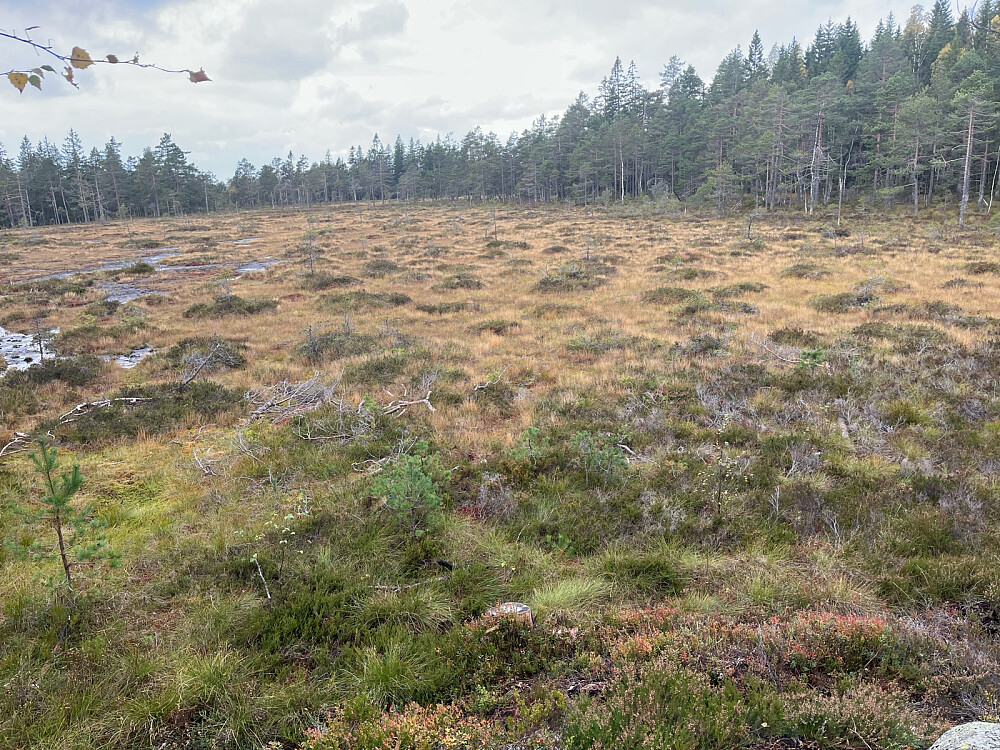 Krysset myra helt til høyre