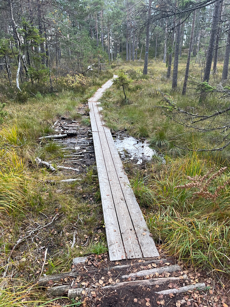 Lurere veivalg retur over myra hvis vått…