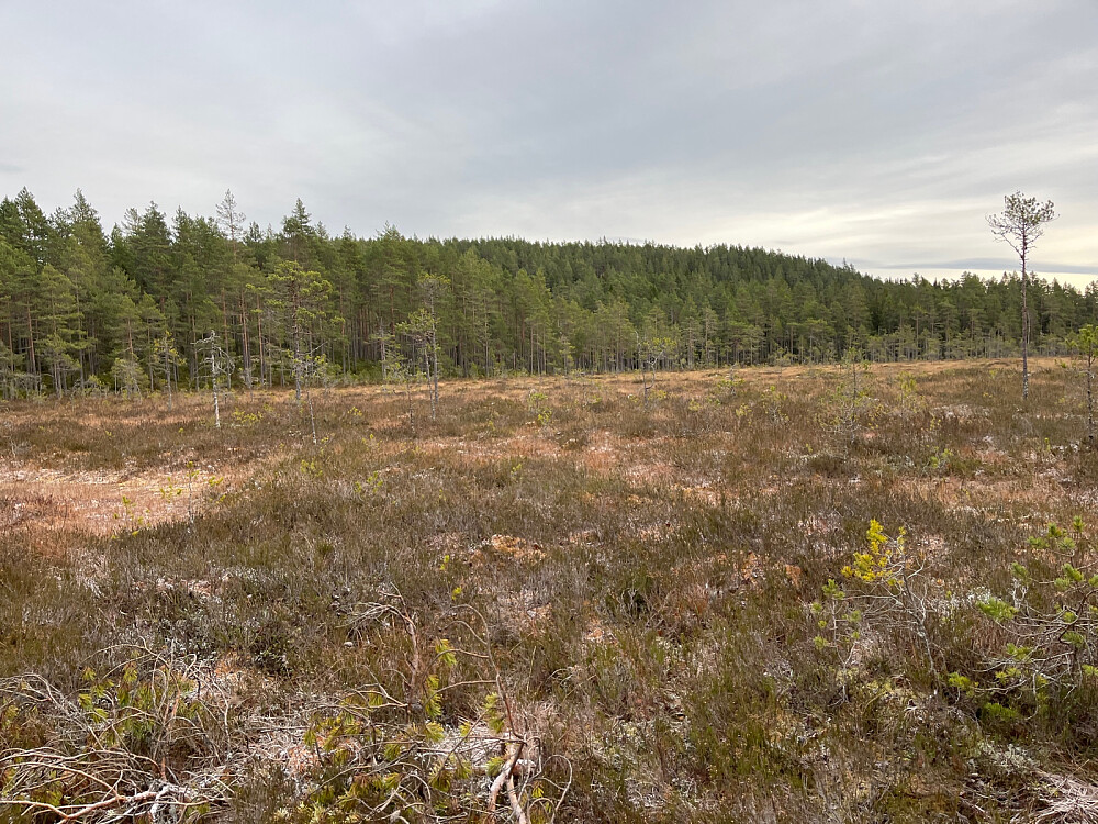 Fjellmyra foran toppen