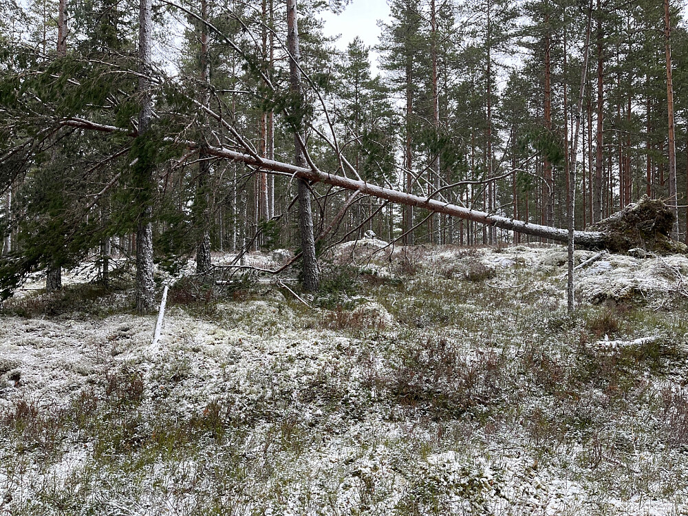 Toppen av Korpåsen 282 moh