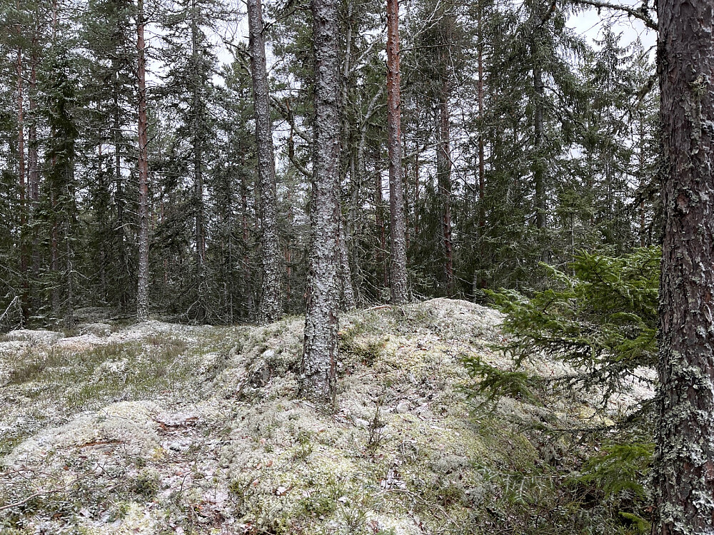 Svarttjennmåsahaugen toppunkt 281 moh
