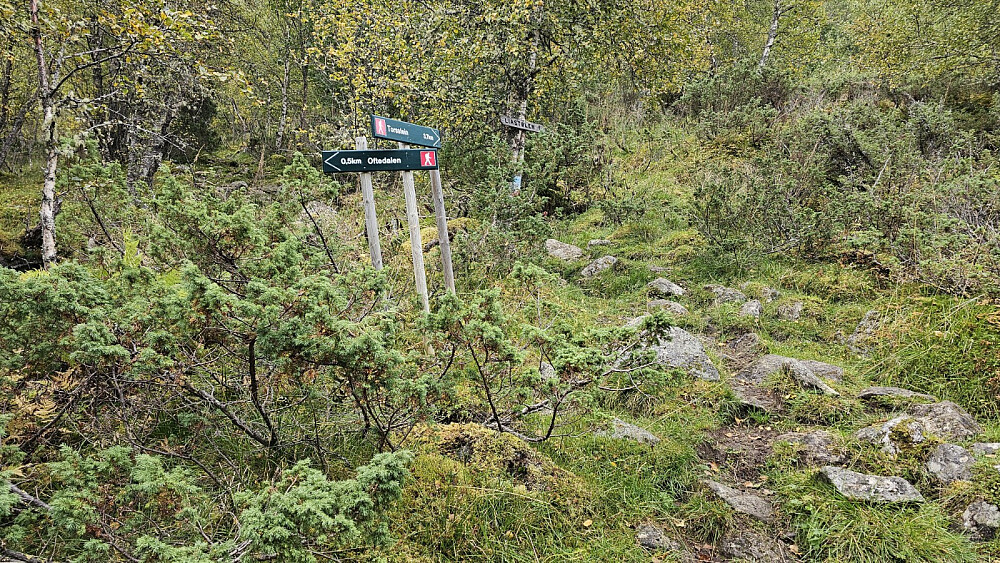 Stikryss lengre opp