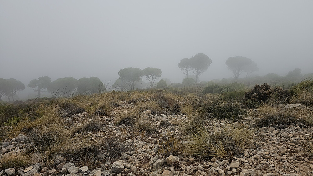 Litt mer krevende å orientere seg i tåka, men det var skiltet og tydelig sti helt opp