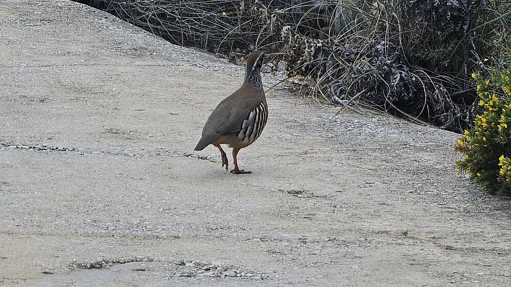 Noen rype lignende fugler tok livet med ro på veien