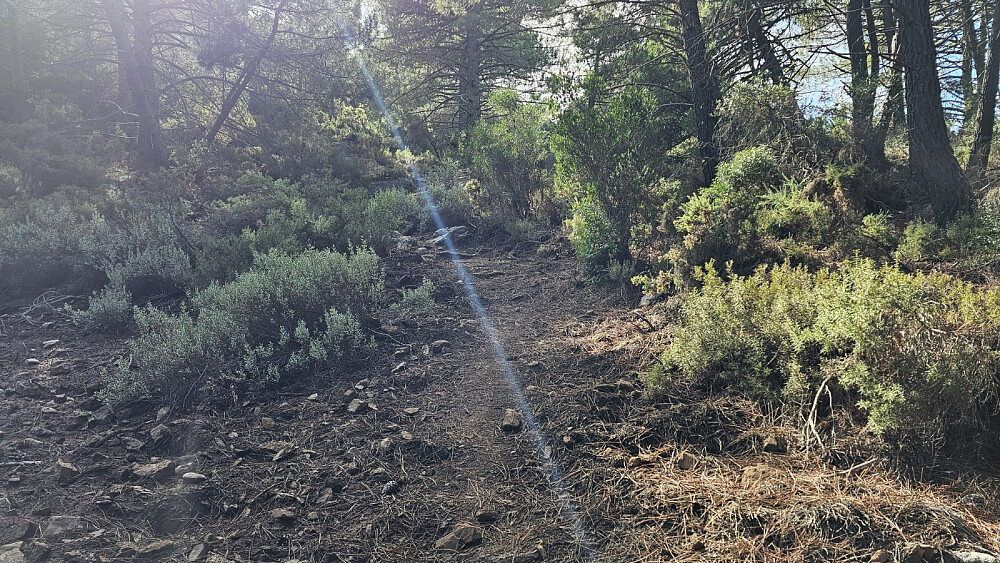 Her tok jeg av en umerket sti mot toppen