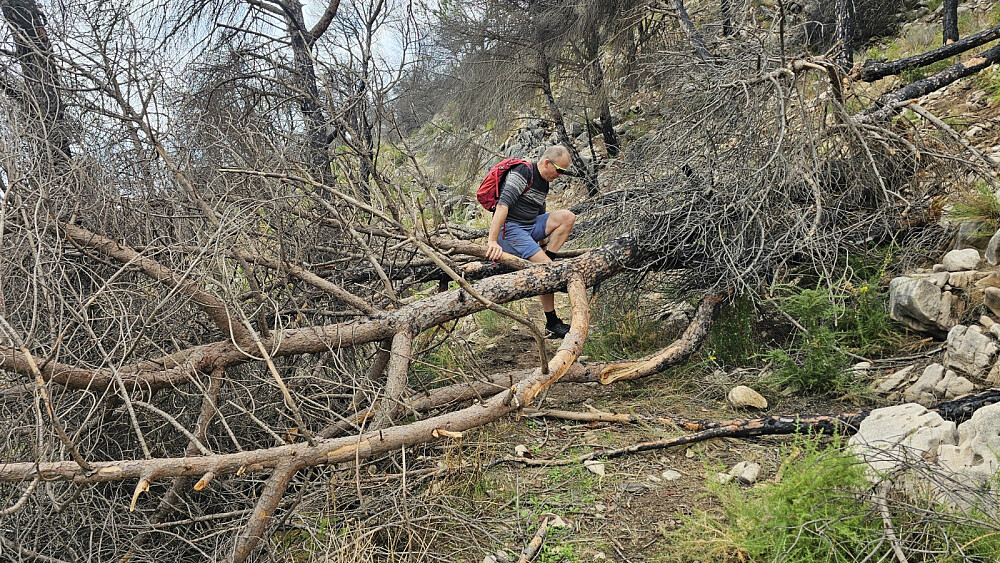 En del trefall over stien bød på litt tøy og strekk