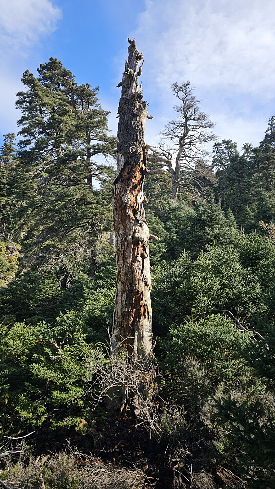 Tørrtrærne stod som statuer i skogen