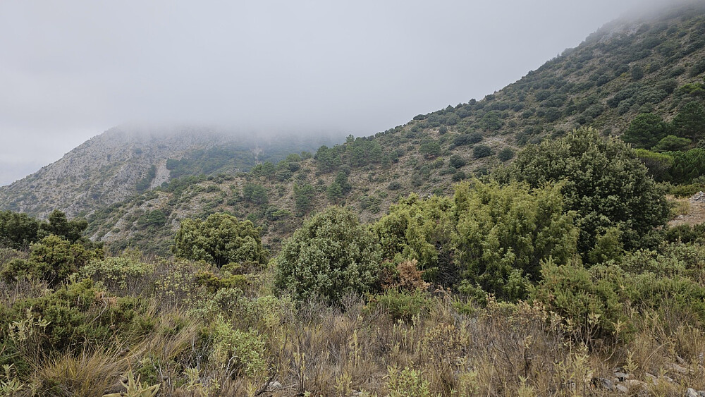 Toppene våre lå dekket av tåka i dag