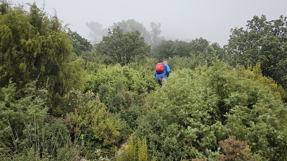 Nederste del av avstikkeren til Picacho de Casillejos gikk på sti i tett vegetasjon
