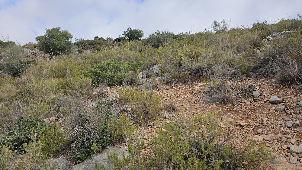 Jeg fant ingen sti opp mot selve toppen, men det var ganske kurant å ta seg frem mellom buskene