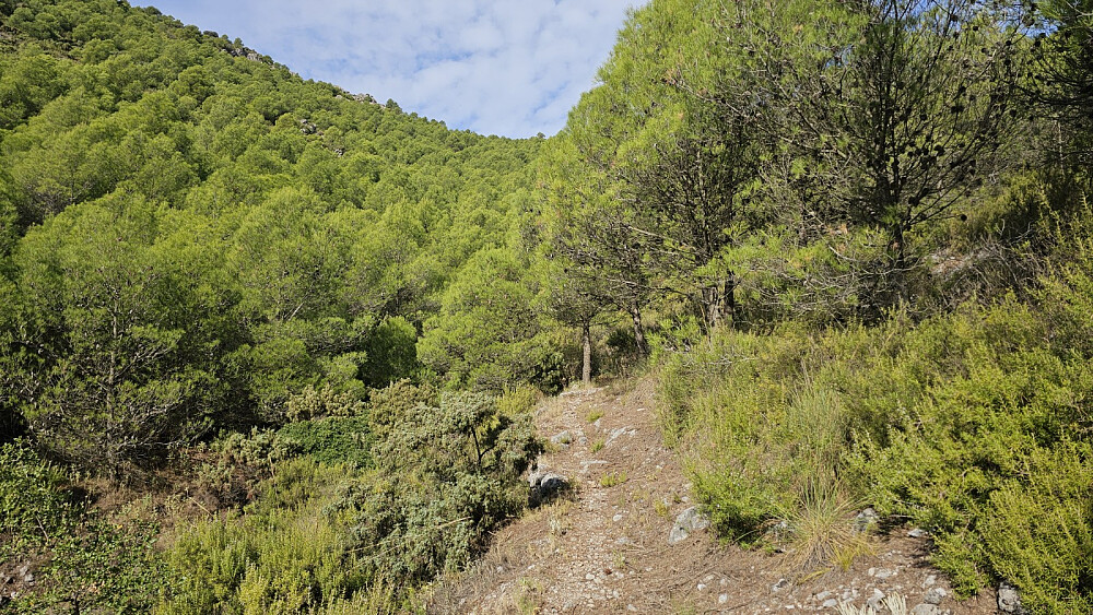 Veldig fin og lettgått sti opp den svale skogen