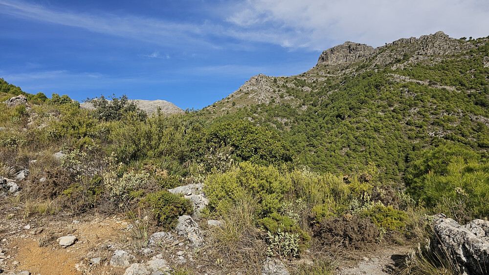 På ca 1000 m.o.h. kom jeg opp av skogen og fikk se fjellet