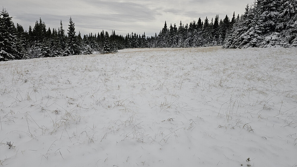 Snø på jordet vi gikk inn mot stistart. Det begynt å ise i pelsen til Puddern, så den fikk en litt tøffere tur