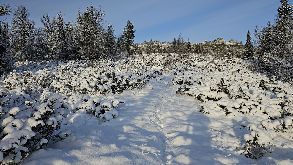 En rev hadde tråkket opp stien før meg