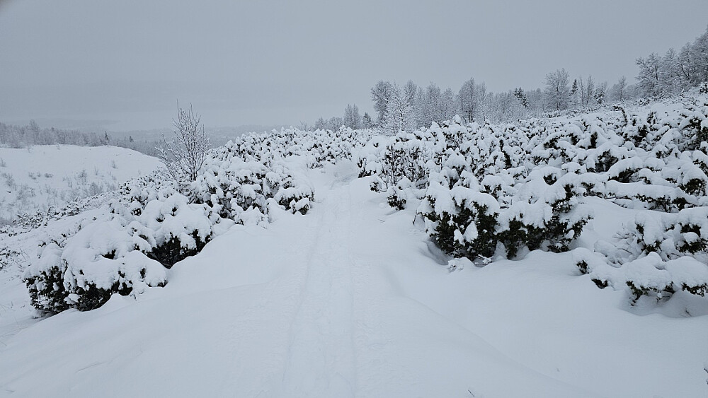 Jeg lagde et tydelig spor i snøen