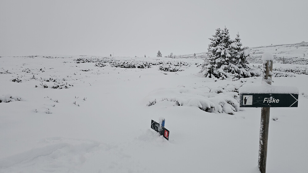 Her tok jeg av til venstre og opp mot ryggen av fjellet