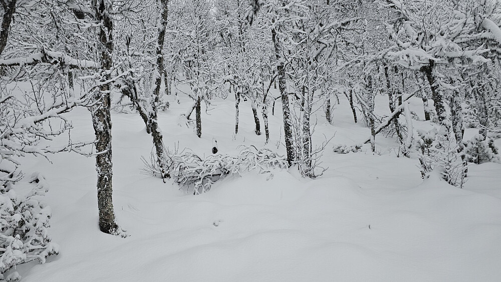Det ble å finne sin egen vei opp gjennom den snøtunge skogen