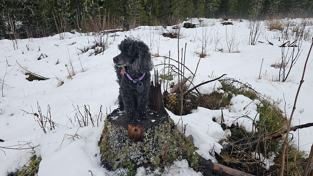 Puddern på høyeste punkt på Kanthaugen