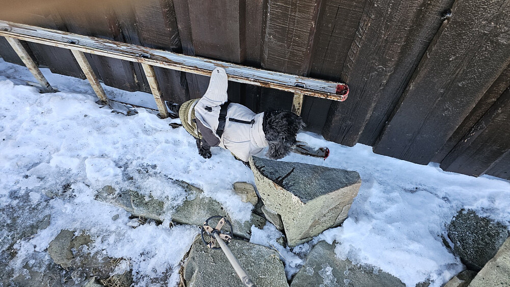 Det blåste hardt på toppen og Puddern var ikke helt komfortabel, til tross for at den hadde både genser og boblejakke