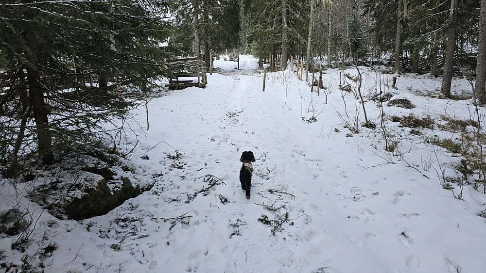 Vi startet på opptråkket sti. Trugene hadde jeg i sekken og brukte dem kun på toppen av Sollihøgda