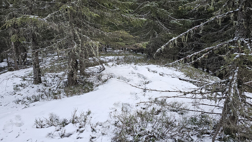 Det var ferske fotspor på toppen av Skjellerudsvea toppen.