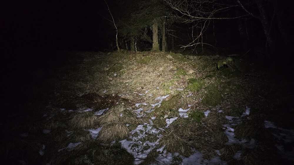 Spennende å gå i ukjent skog i mørket